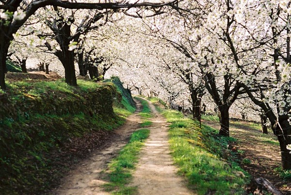 Cerezos en flor