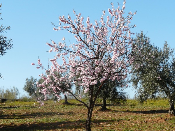 Almendro en flor
