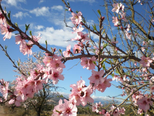 Almendros en flor Sierra de Montsia Ulldecona