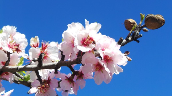 Flor del almendro