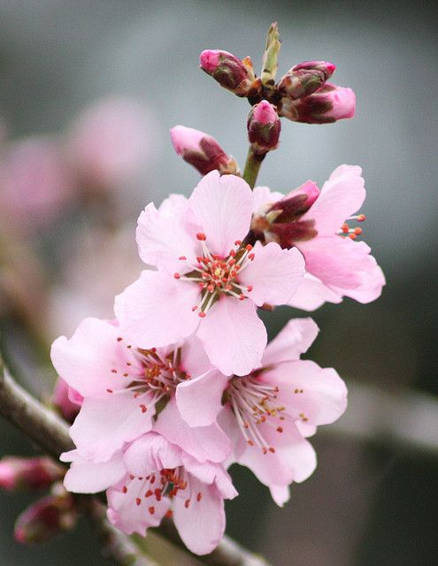 Flor del cerezo