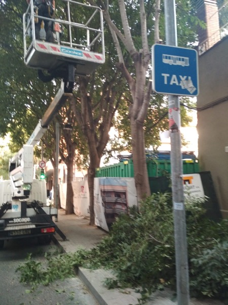 Tala de árboles en Badalona