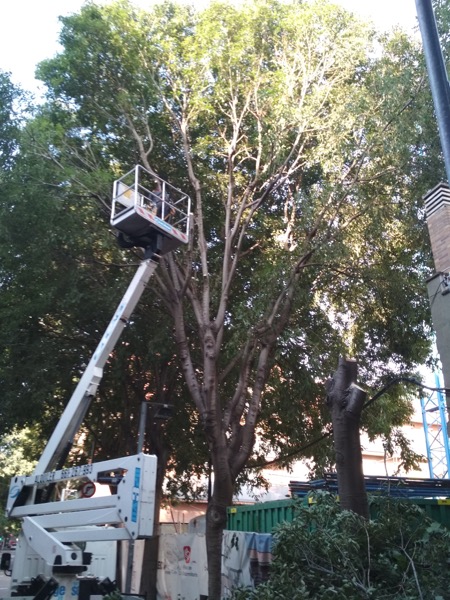 Tala de árboles en Badalona