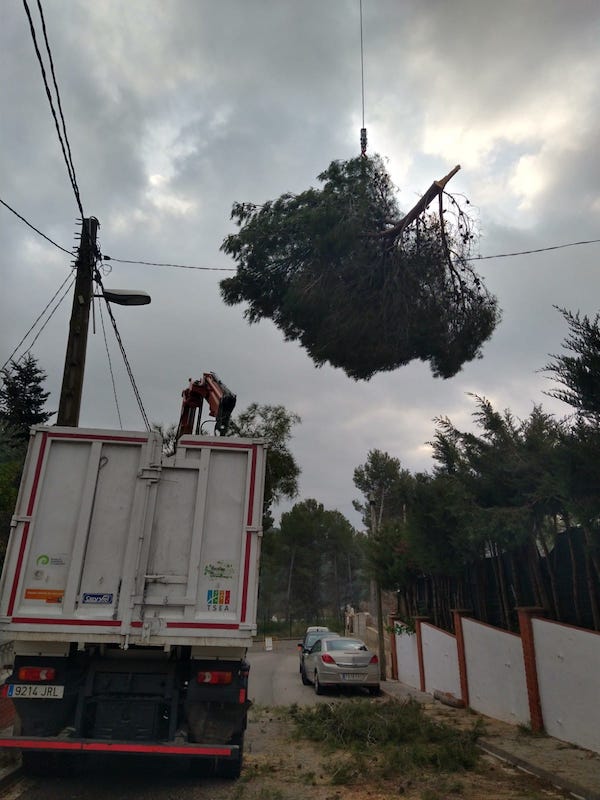 Cortar pino en Rubí