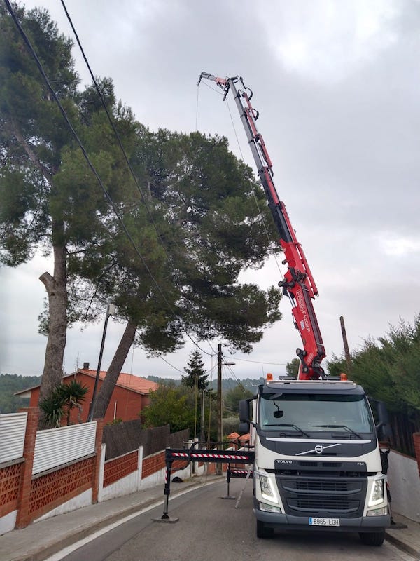 Cortar arbol Rubí