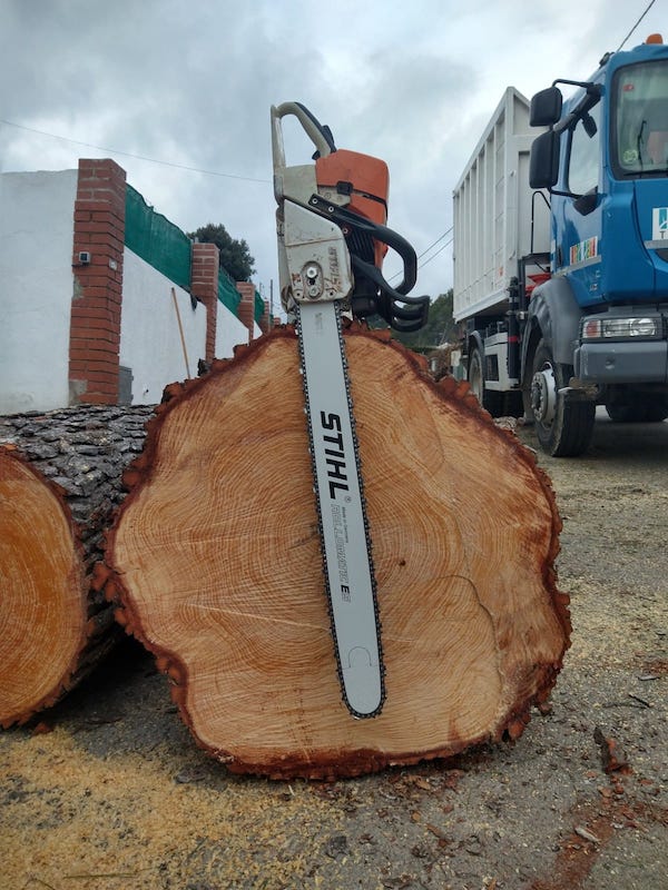 Cortar pinos en Rubí