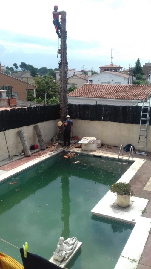 Cortar palmera en Barber&agrave; del Vall&eacute;s