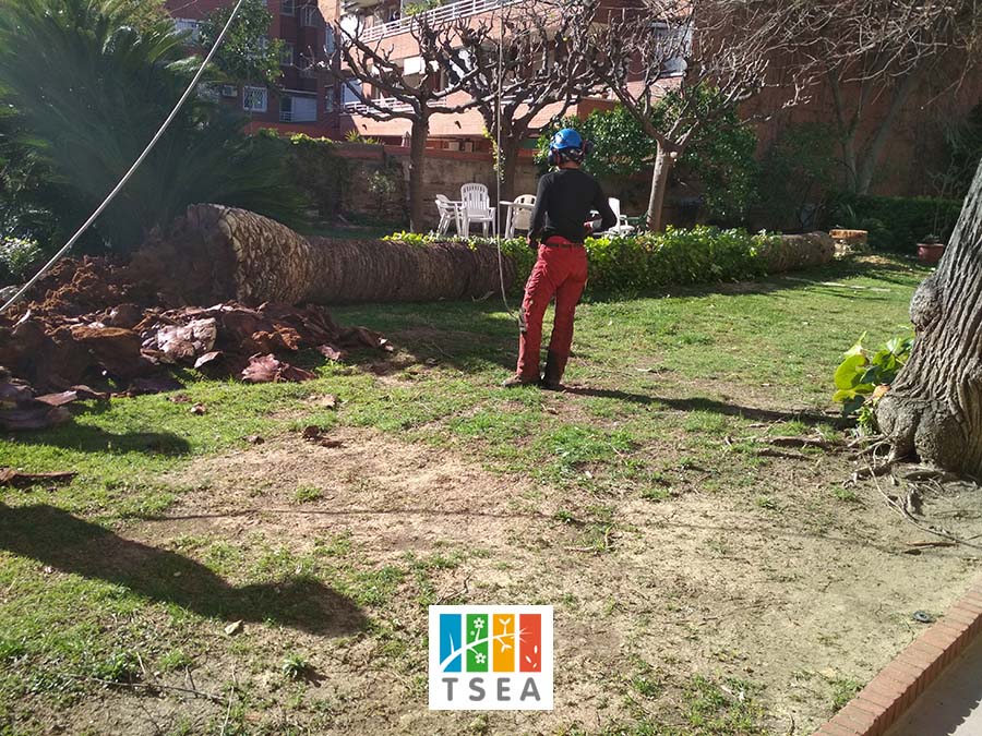 Cortar árbol en Sant Cugat del Vallés Cortar árbol en Sant Cugat del Vallés
