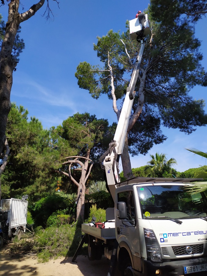 Cortar pino en Valldoreix (Sant Cugat)