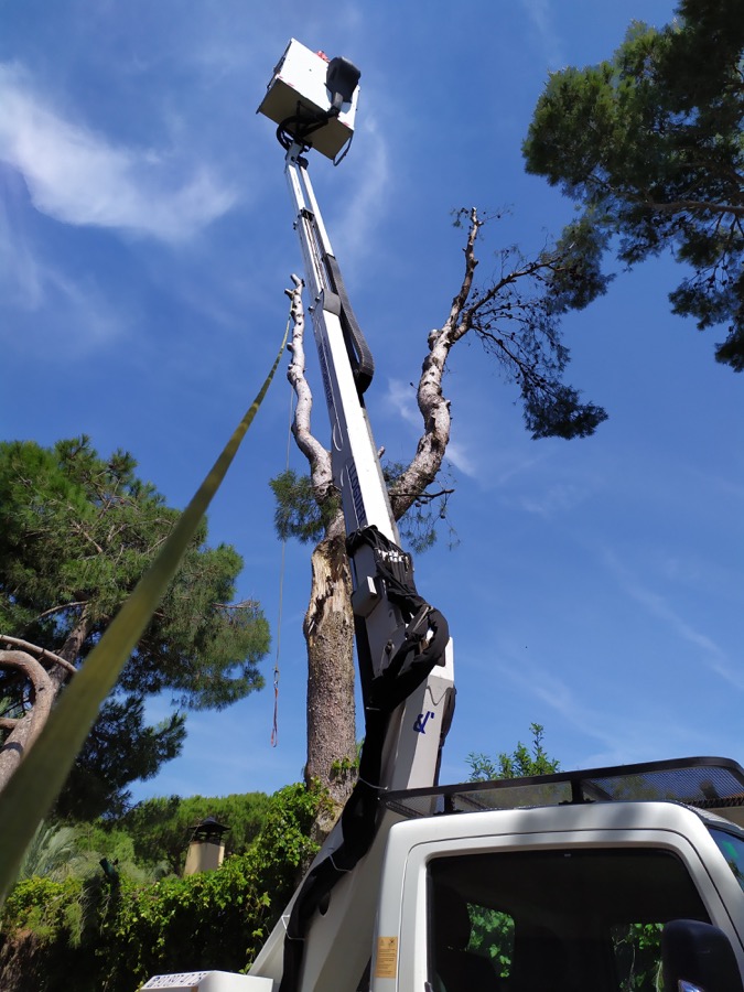 Cortar pino en Valldoreix