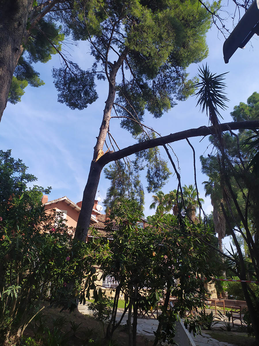 Cortar &aacute;rbol en Sant Just - Esplugues
