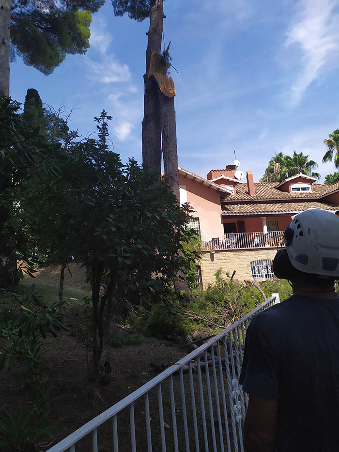 Cortar &aacute;rbol en Sant Just - Esplugues
