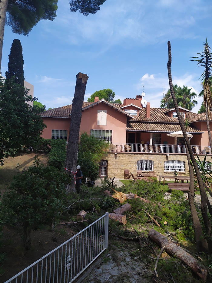 Cortar pino en Sant Just - Esplugues (Baix Llobregat)