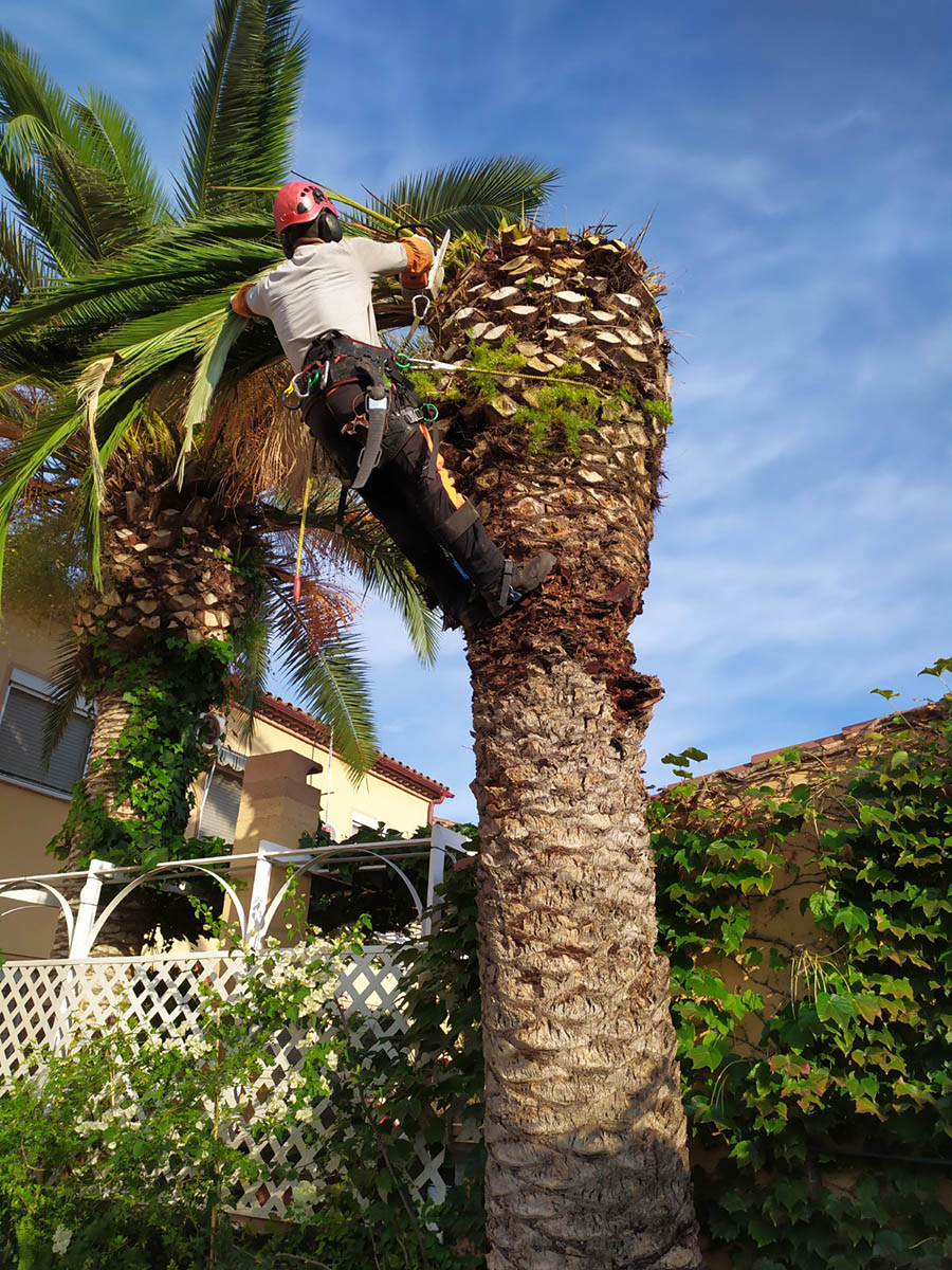 Palmera atacada por picudo rojo en La Floresta