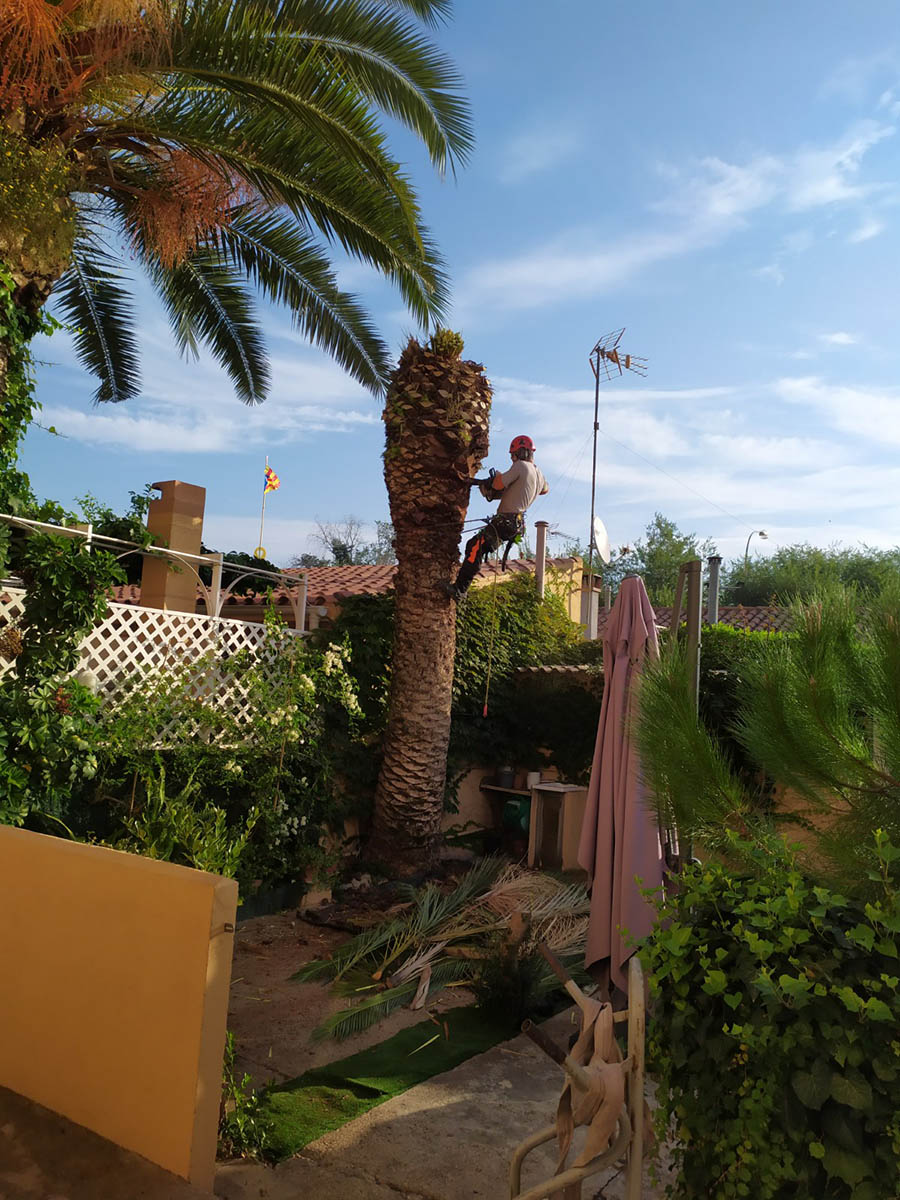 Cortar palmera en La Floresta