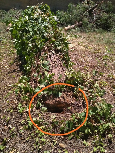 Pino ca&iacute;do por plantaci&oacute;n inadecuada