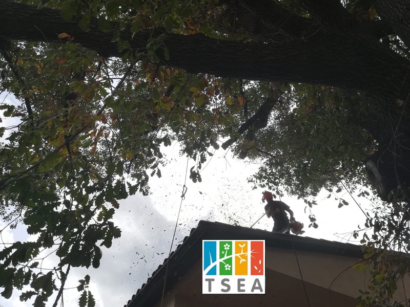 Poda de &aacute;rbol en Sant Cugat