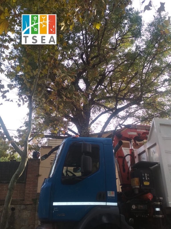 Poda de aclareo practicada a un roble catalogado como &aacute;rbol ejemplar