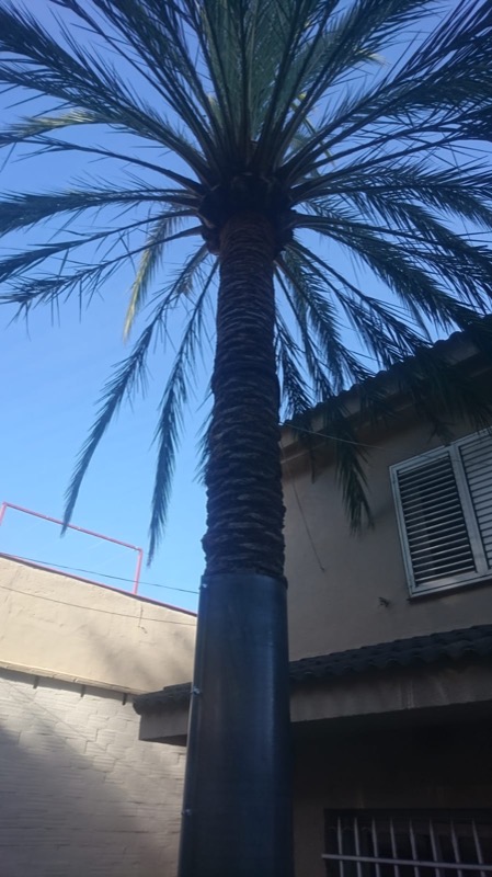 Palmera con cables de sujeción