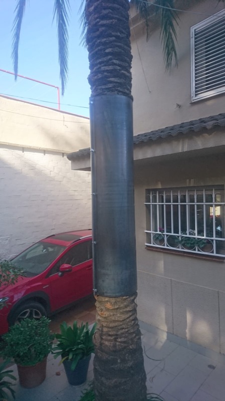Salvar palmeras en Barcelona