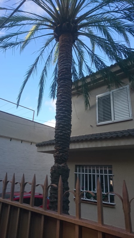 Estado de la palmera con el tronco dañado