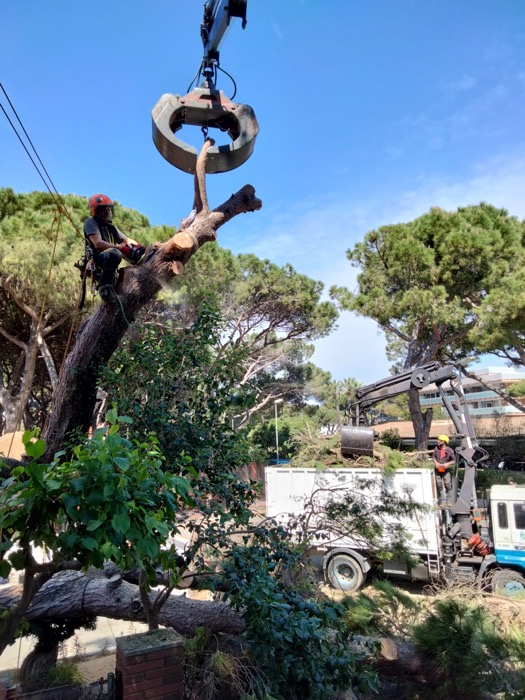 Retirada urgente árbol caído gavà
