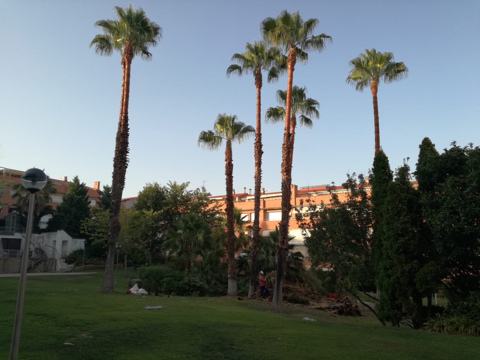 Poda de palmeras Washingtonias en Barcelona
