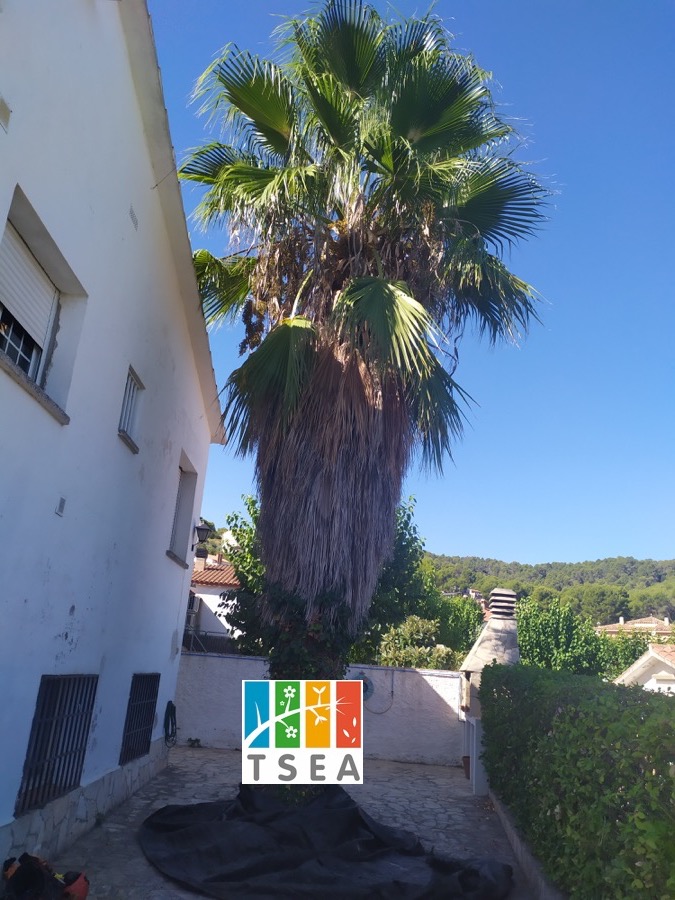 Poda de palmera Washingtonia infestadas de ratas