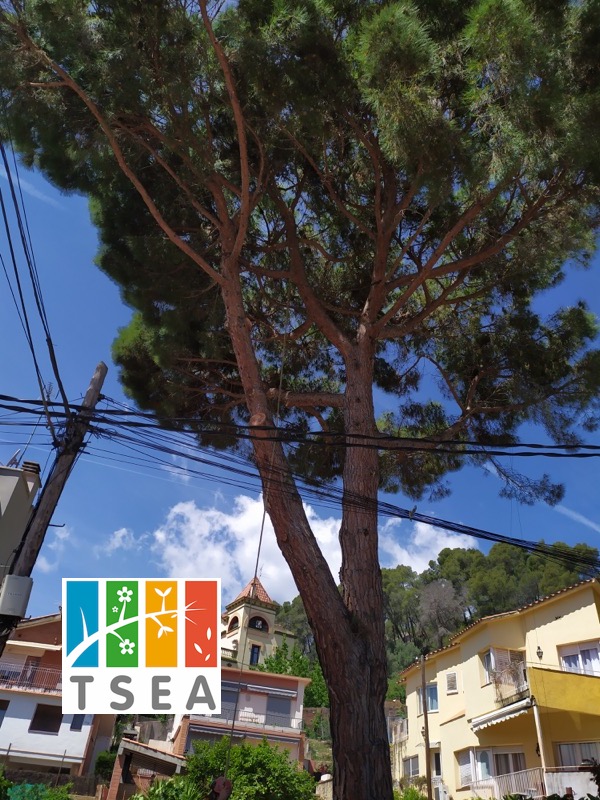 Poda y anclaje de un pino en Cervelló (Baix Llobregat)