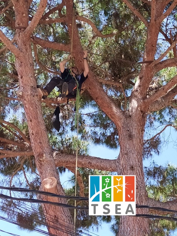 podar arbol seguridad barcelona arboricultura