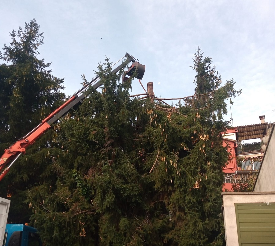 Tala controlada de abeto (Matadepera) Cortar arbol Matadepera