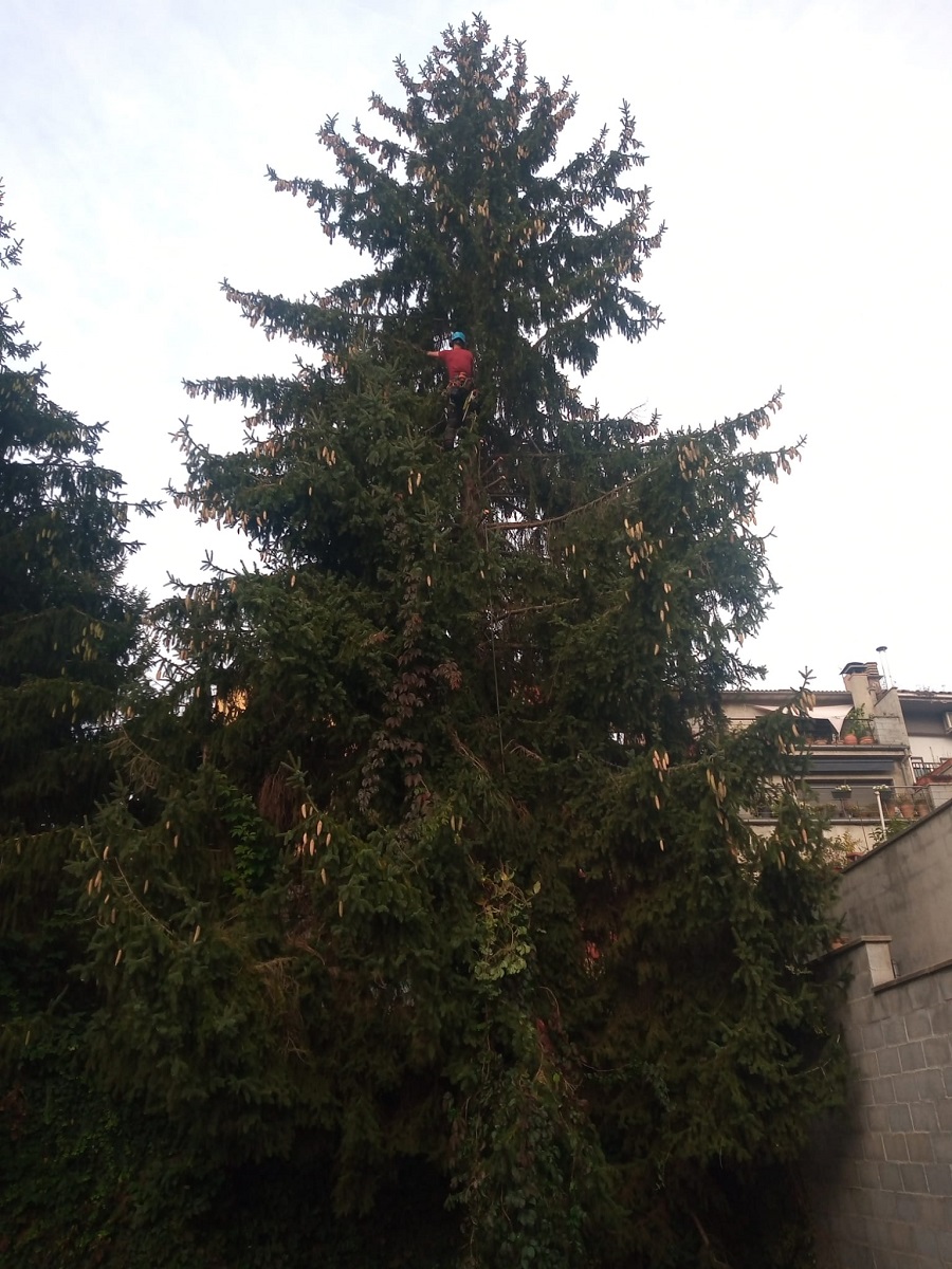 Inicio de la tala del abeto (Matadepera) Cortar arbol Matadepera