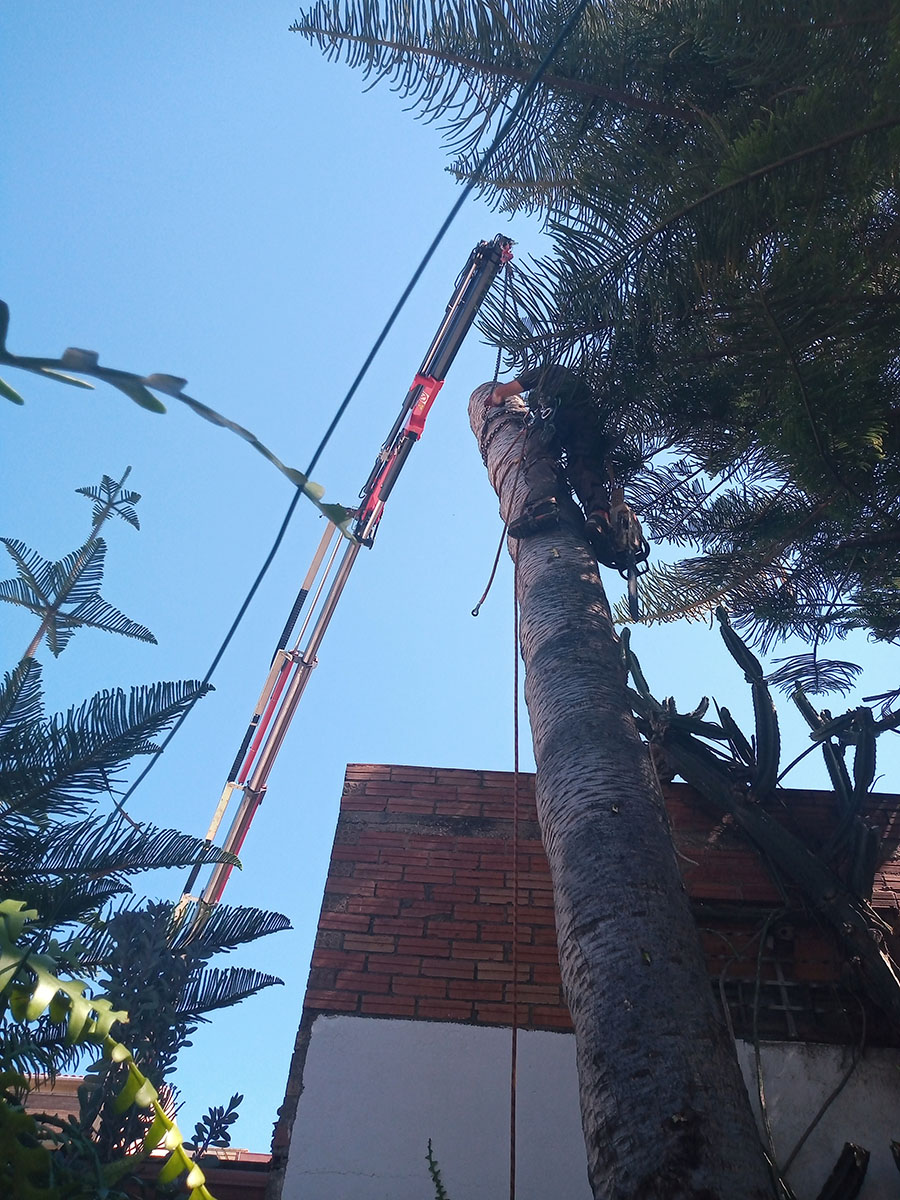 Cortar árbol en El Prat de Llobregat