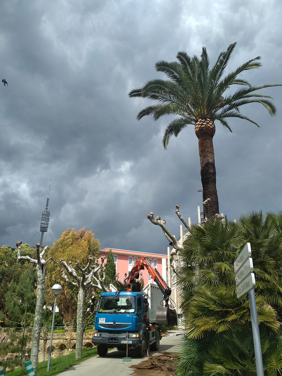 Poda de palmeras en barcelona (Vallvidrera)