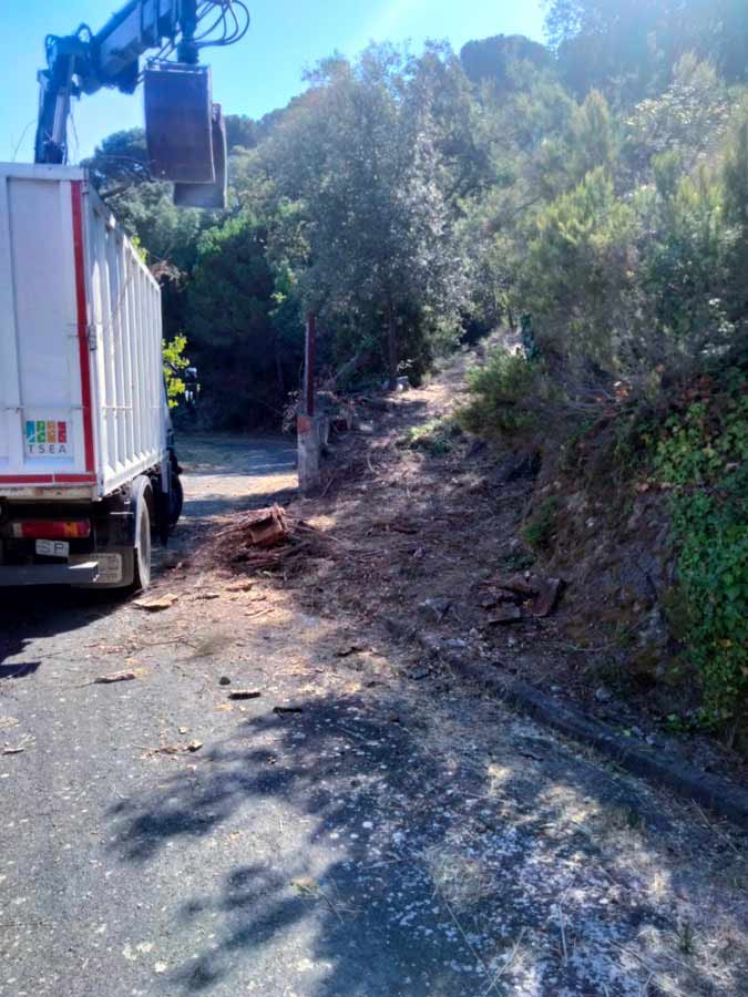 Recogida de poda en Barcelona Collserola ante riesgo de incendio Recogida de poda en Barcelona Collserola ante riesgo de incendio