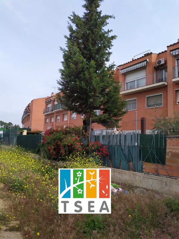 talar cipres mollet barcelona 2