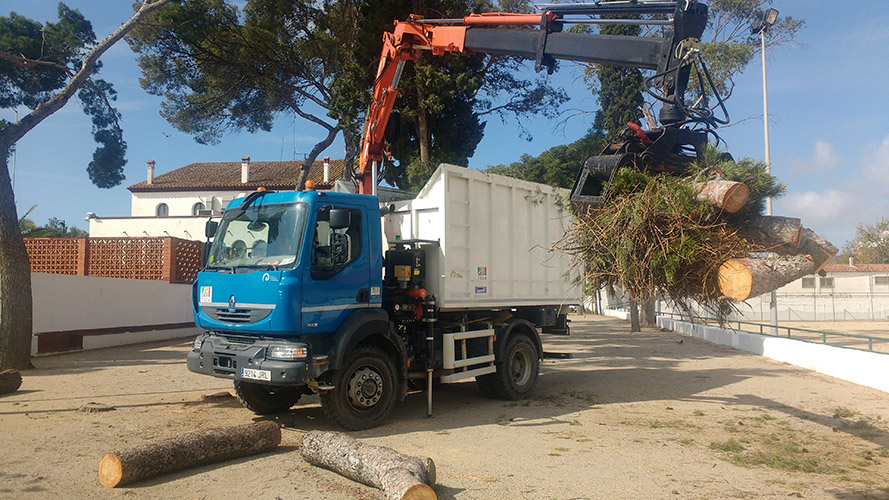 Retirada de los restos de tala del pino