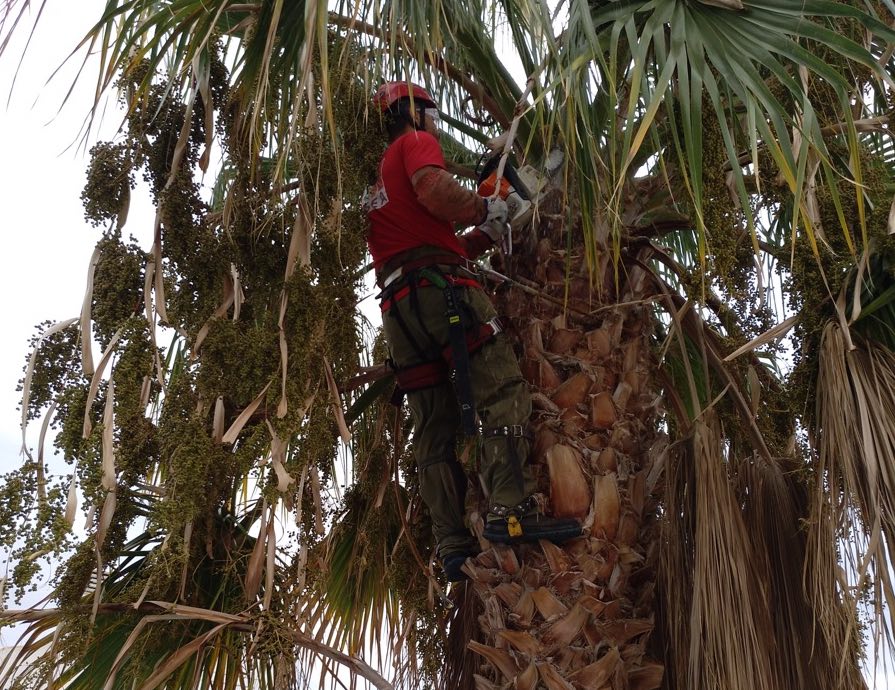Talar palmera segur calafell Tarragona