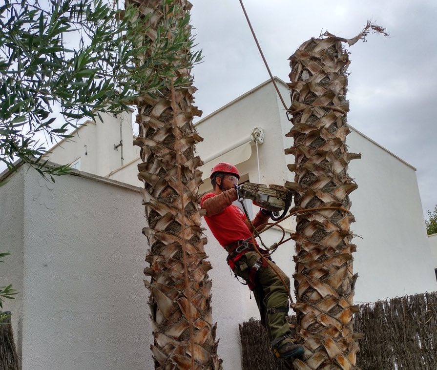 Tala de palmera en Segur de Calafell (Tarragona)