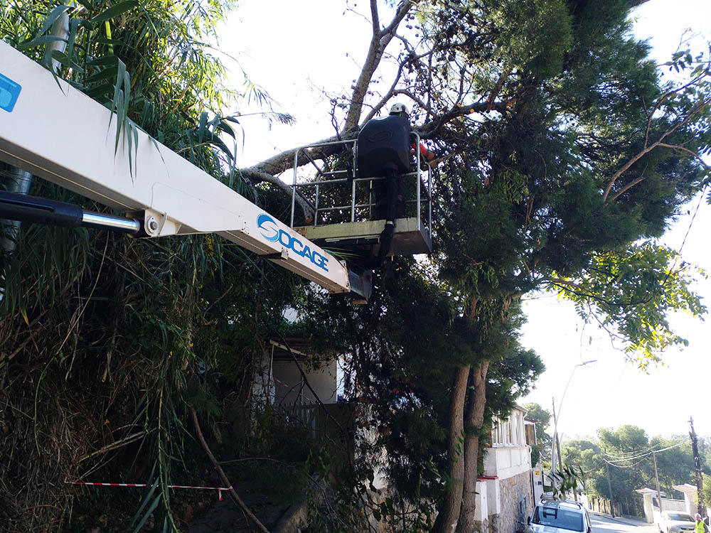 Cortar pino en Castelldefels