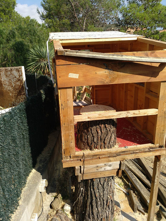 Detalle tras cortar el pino en Sant Climent