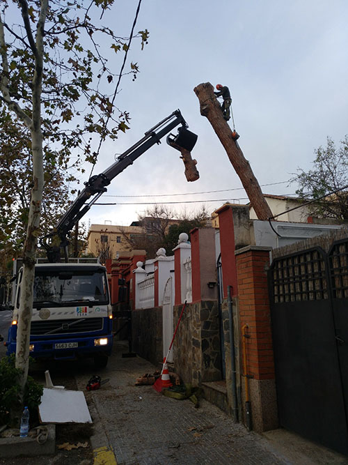 Cortar árbol en Sant Cugat del Vallés Cortar árbol en Sant Cugat del Vallés