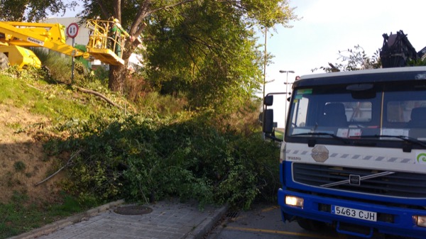 Tala de árboles en Badalona