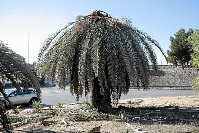 Palmera atacada por el picudo rojo