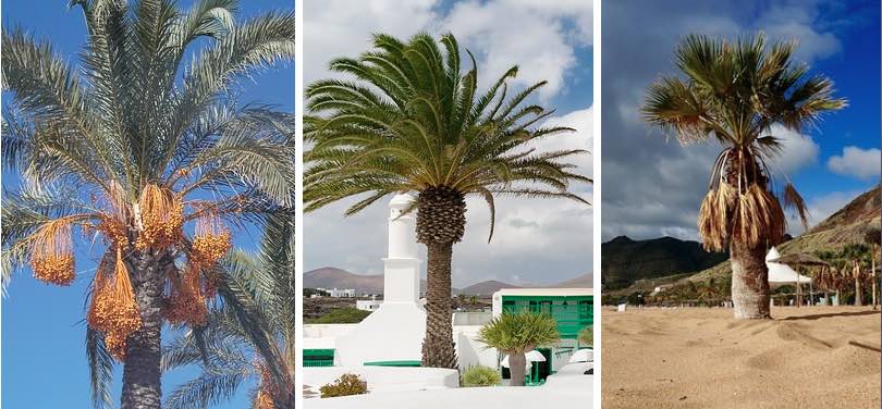 Palmera datilera, canaria y washingtonia